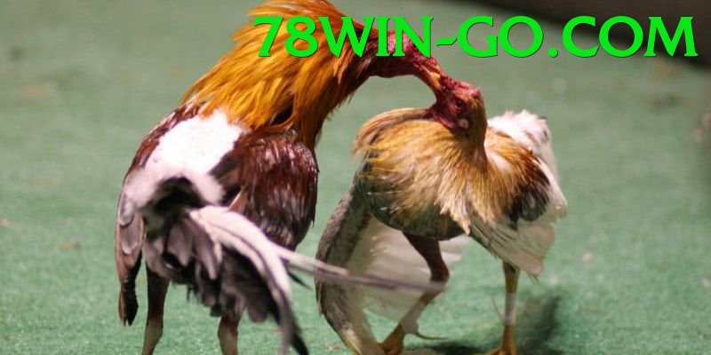 Trường Đấu Đá Gà Chuyên Nghiệp - Bảo mật